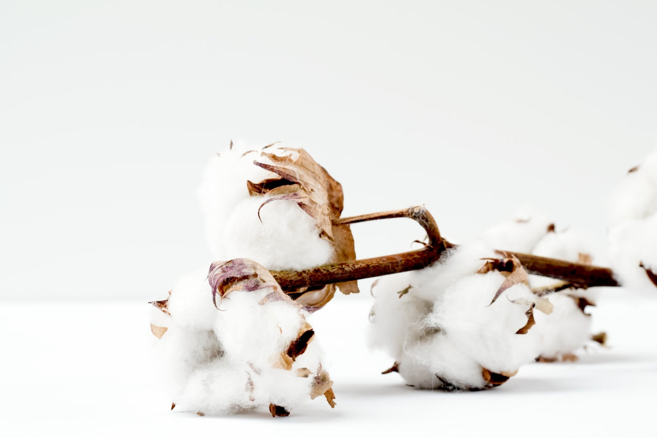 Comment l'industrie du coton a révolutionné la mode